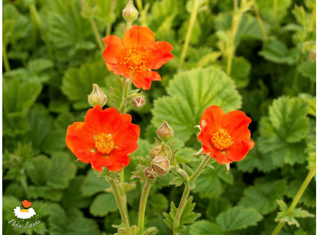 Geum coccineum   'Tango'